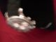 Jacques Lemans Herren Chronograph 44mm Rome Sports 1 - 1587a Armbanduhren Bild 6