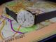 Meister Anker Quarz Glashütte Gub 38 - - - - Revision - - - - Neue Batterie - Geprüft Armbanduhren Bild 2