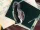 Rolex 1655 Mk1 Box And Papers Armbanduhren Bild 4