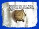 Nr.  1) Konvolut Armbanduhren,  Handaufzug/automatic,  Oridam,  Junghans,  Capri Usw. Armbanduhren Bild 2